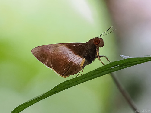 banded redeye
