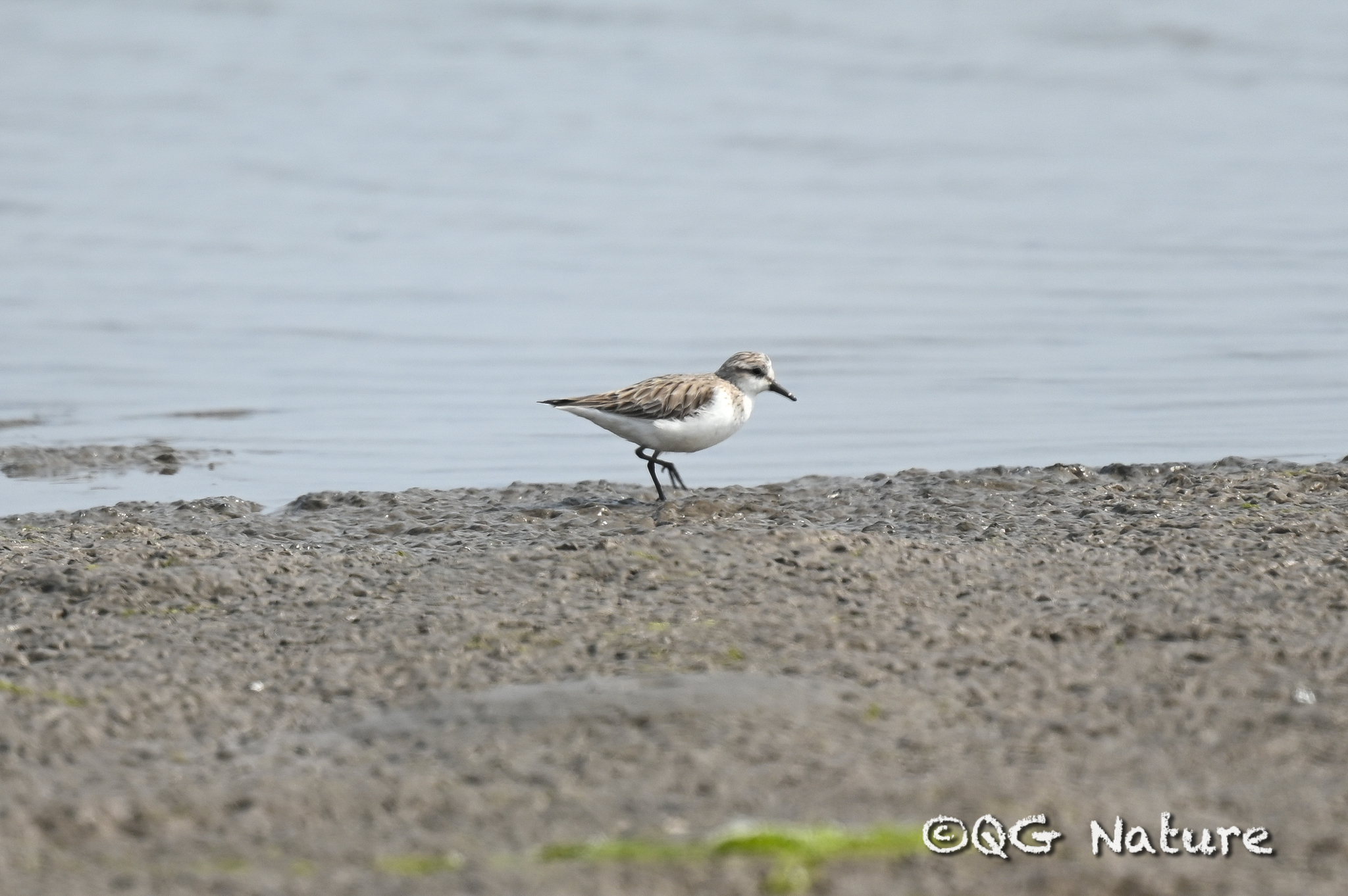 Red-necked Stint
