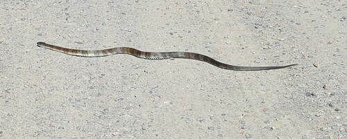 Tiger Snake sighting