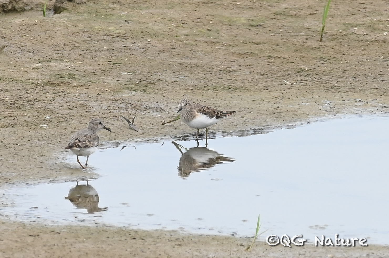 Temminck's Stint