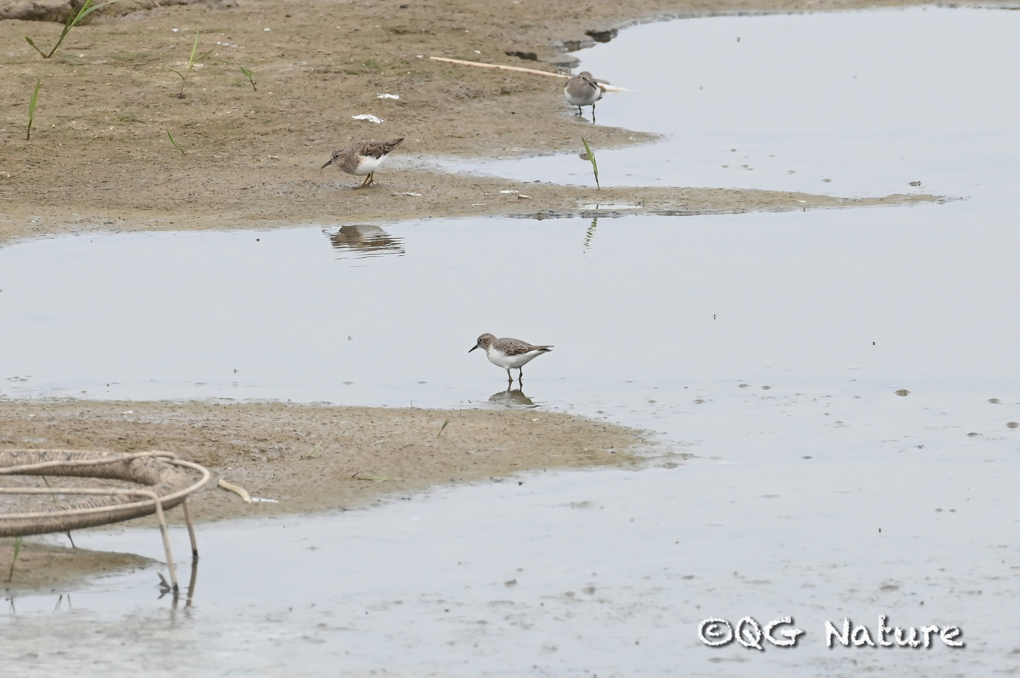 Temminck's Stint