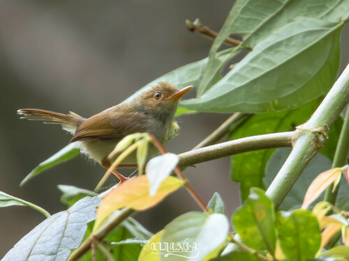 Olive-backed Tailorbird (Orthotomus sepium), photo 6