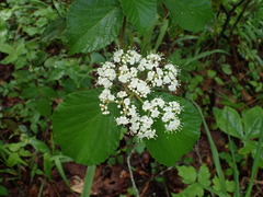 Viburnaceae