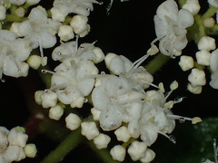 Viburnaceae