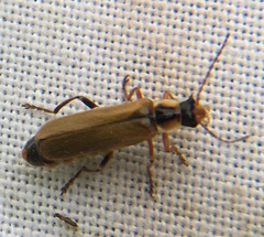Cantharis decipiens