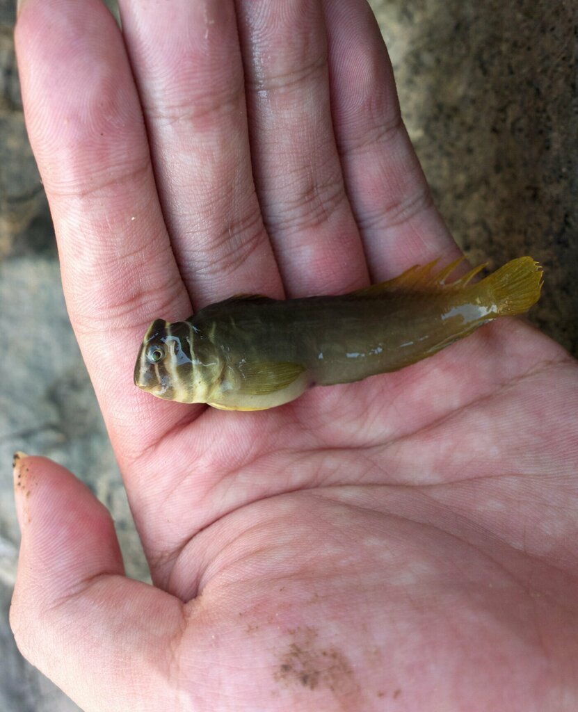 Barred blenny (Omobranchus fasciolatoceps) — Blenniidae
