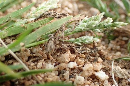 Image of Sclerochloa dura by (c) Jorge Íñiguez, some rights reserved (CC BY)