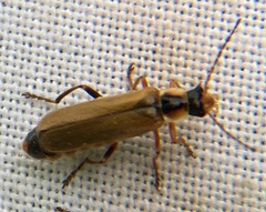 Cantharis decipiens