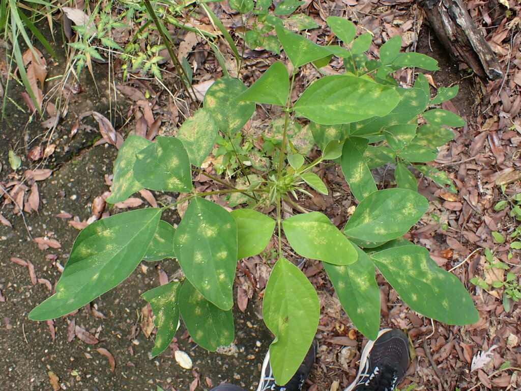 Florida beggarweed from Beerburrum QLD 4517, Australia on March 22 ...