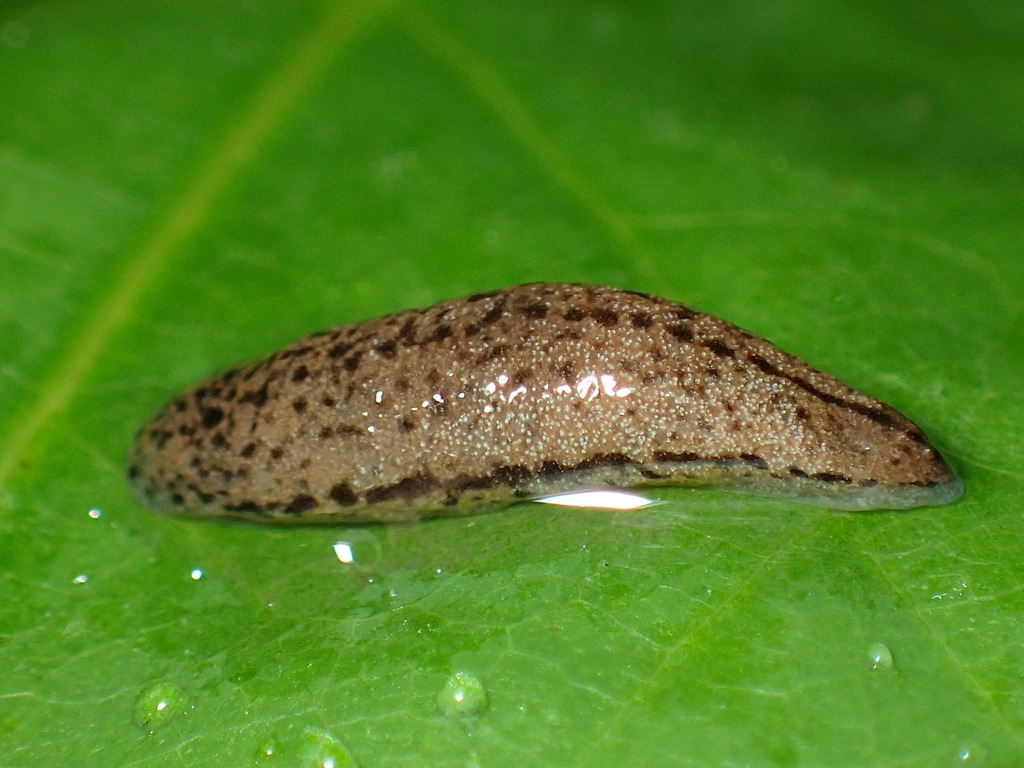 Foster mantleslug