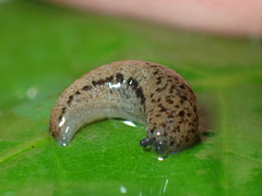 Pallifera fosteri