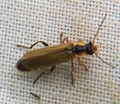 Cantharis decipiens
