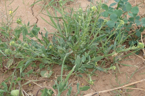 Image of Mediterranean Rocket (Sisymbrium runcinatum) by (c) Jorge Íñiguez, some rights reserved (CC BY)