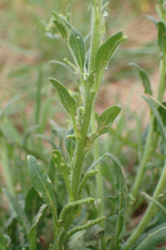 Image of Mediterranean Rocket (Sisymbrium runcinatum) by (c) Jorge Íñiguez, some rights reserved (CC BY)