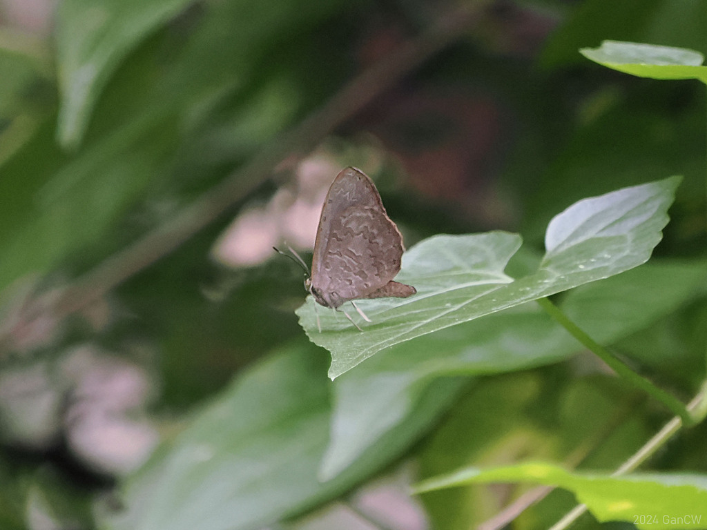 Philippine Brownie