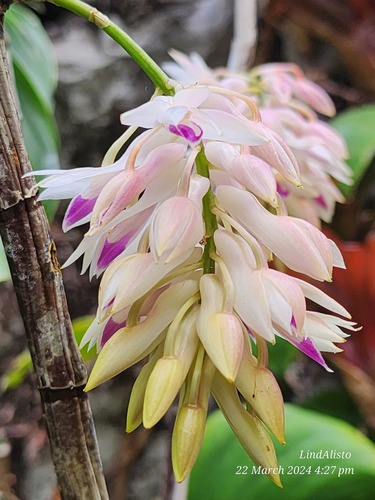 Dendróbio