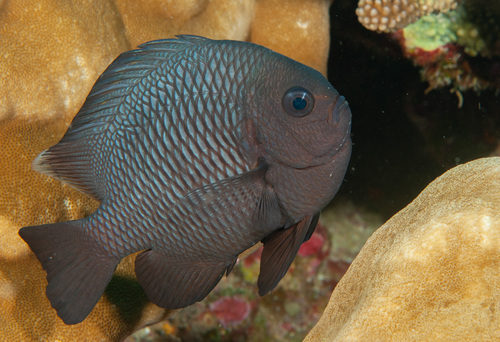 Three-spot Dascyllus
