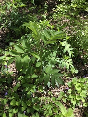 Sambucus canadensis