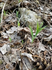 Polygonatum biflorum