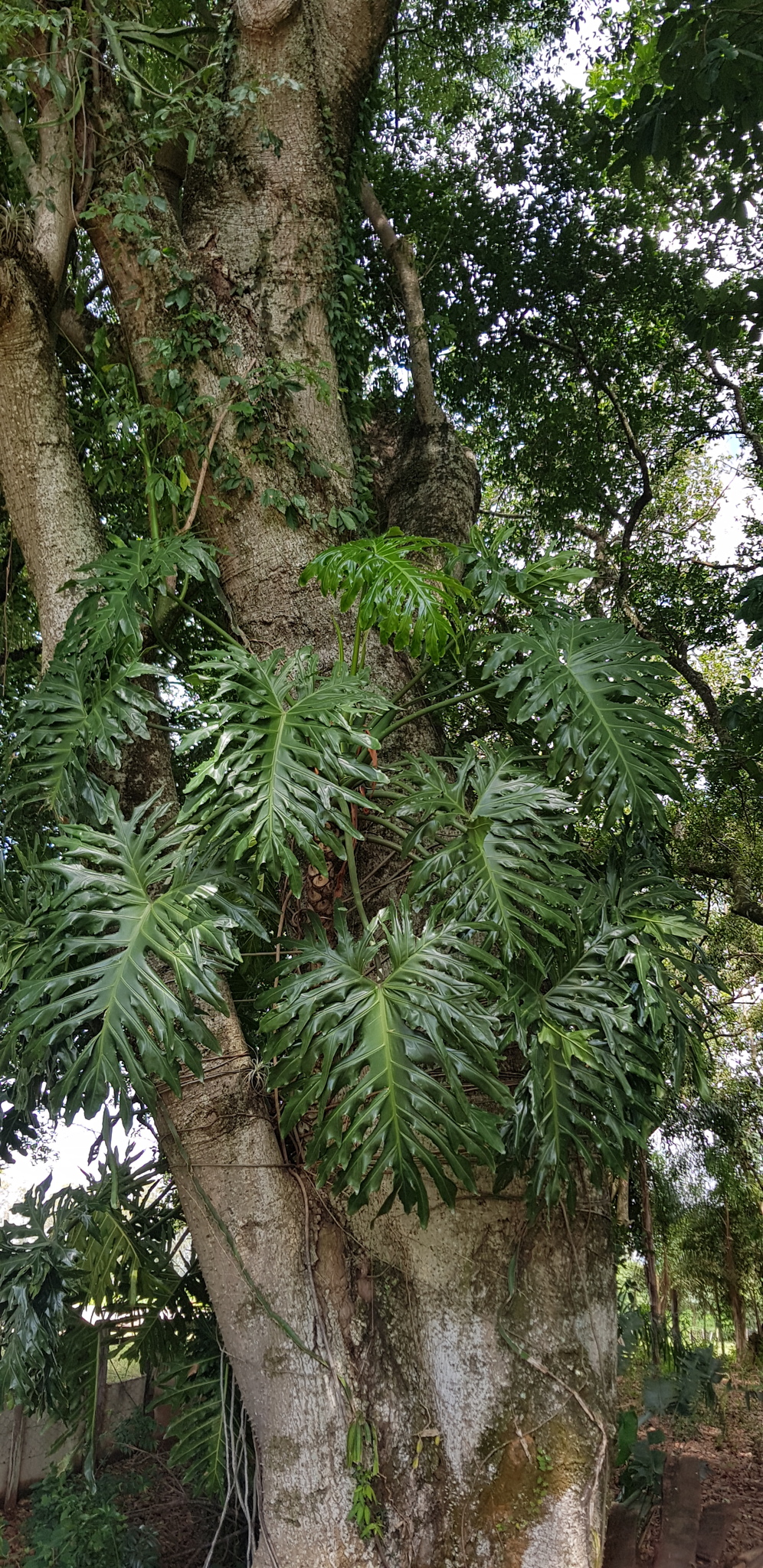 Thaumatophyllum bipinnatifidum