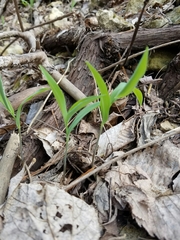 Polygonatum biflorum