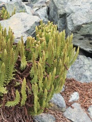 Polystichum lemmonii