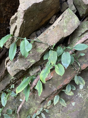 Pothos chinensis iNat (2)