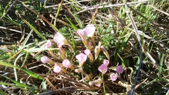 Oxalis hirta