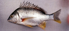 Grey Bream photo 3