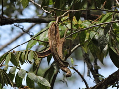 Inga striata