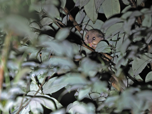 Indomalayan Pencil-tailed Tree Mouse