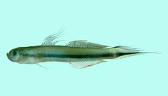 Yellow Dartfish photo 5