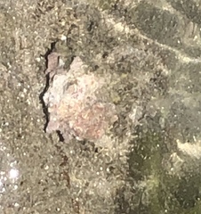 Neorapana tuberculata