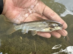 Gulio Catfish photo 4