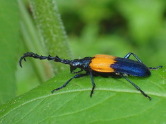 Desmocerus palliatus