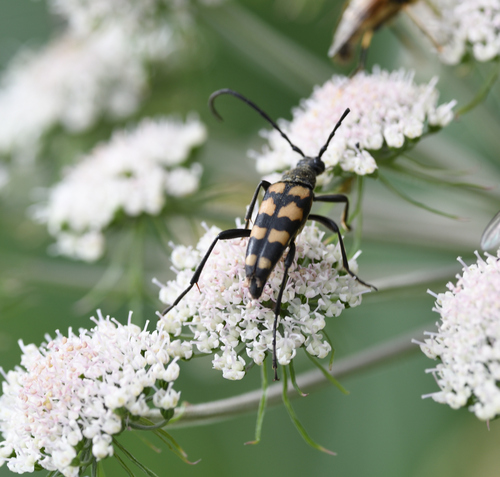 four-banded longhorn beetle, Scheerwolde, Nederland, photo 8 of 10