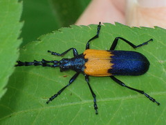 Desmocerus palliatus