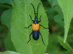 Desmocerus palliatus