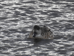 Lophonetta specularioides