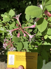 Rhododendron atlanticum