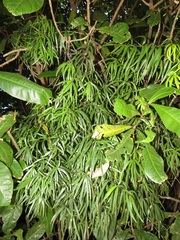 Asparagus falcatus