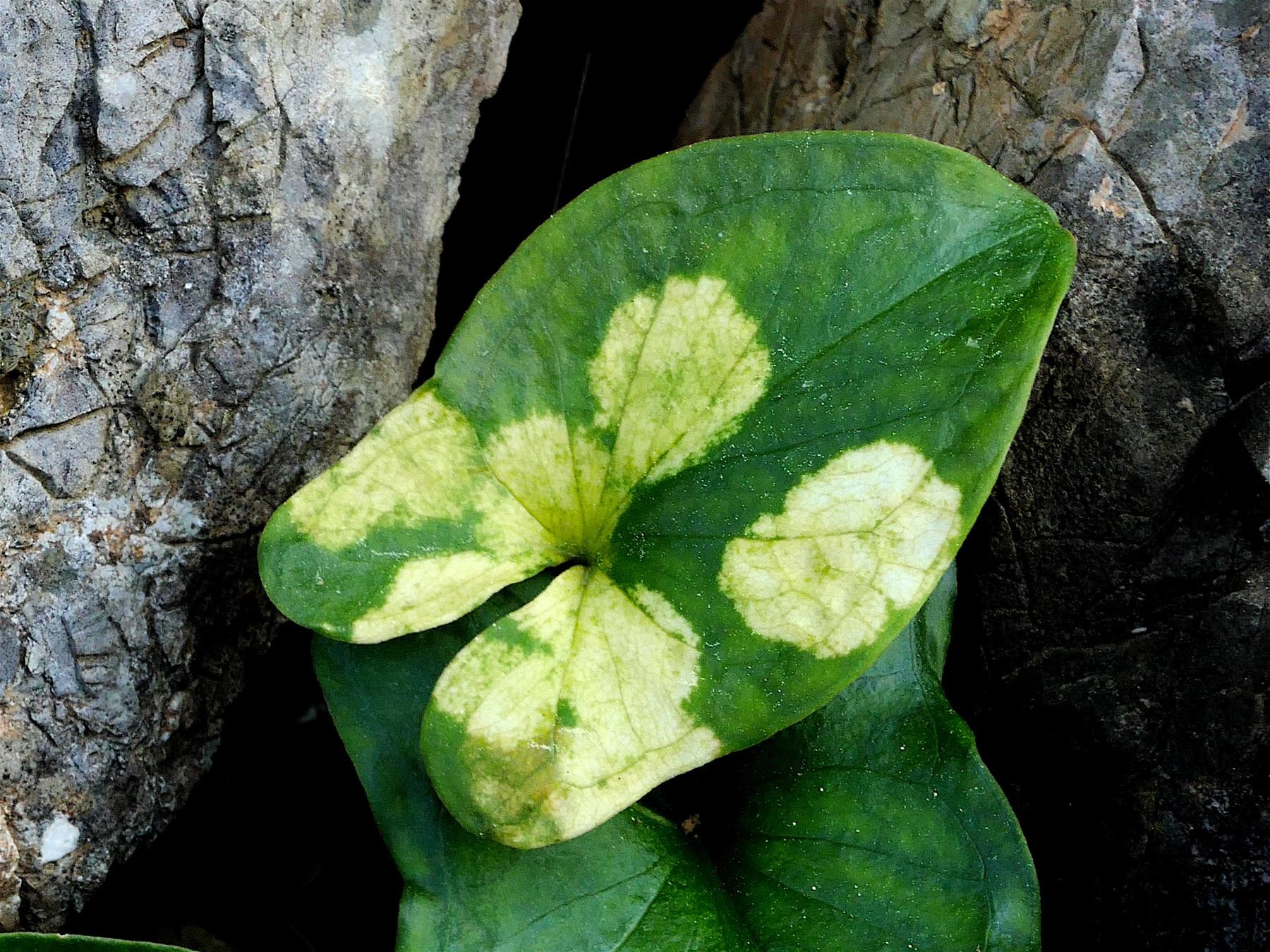 Phyllosiphon