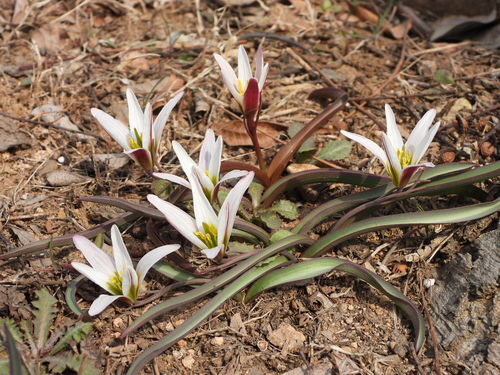Amana edulis (Miq.) Honda