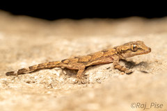 Leschenault's Gecko photo 2
