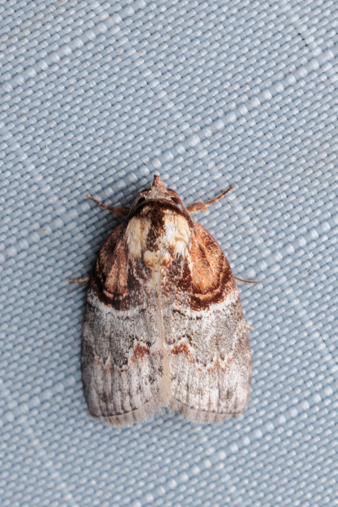 Garella vernoides from Jalan Girdle, Bukit Fraser, 49000 Bukit Fraser ...