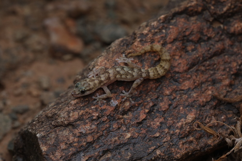 Goggia gemmula