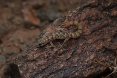 Richtersveld Dwarf Leaf-Toed Gecko photo 1