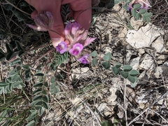 Astragalus shortianus