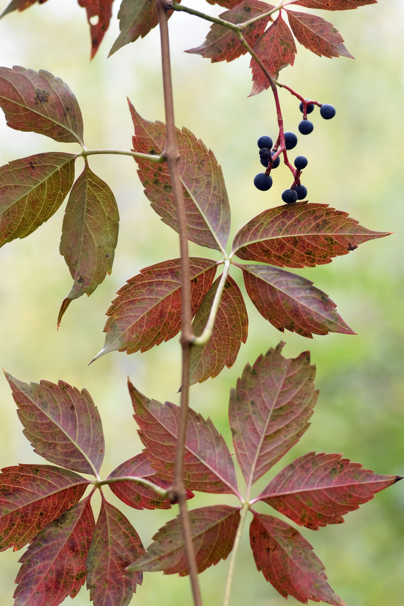 Parthenocissus