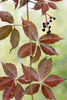 Virginia Creepers - Photo (c) ophis, some rights reserved (CC BY-NC), uploaded by ophis